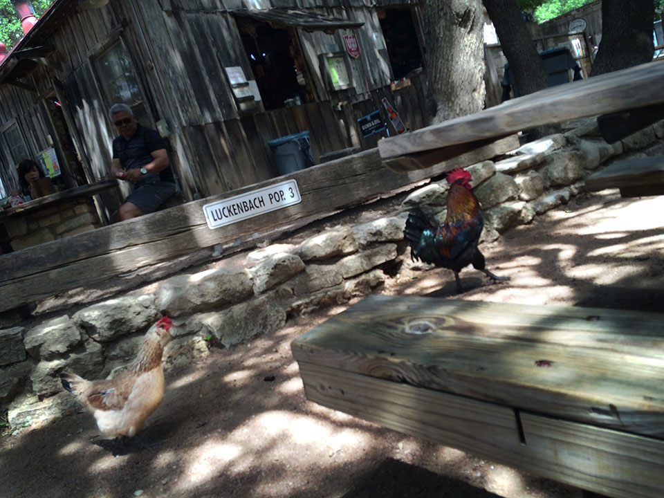 Chickens, yes, chickens. Luckenbach, Tx.