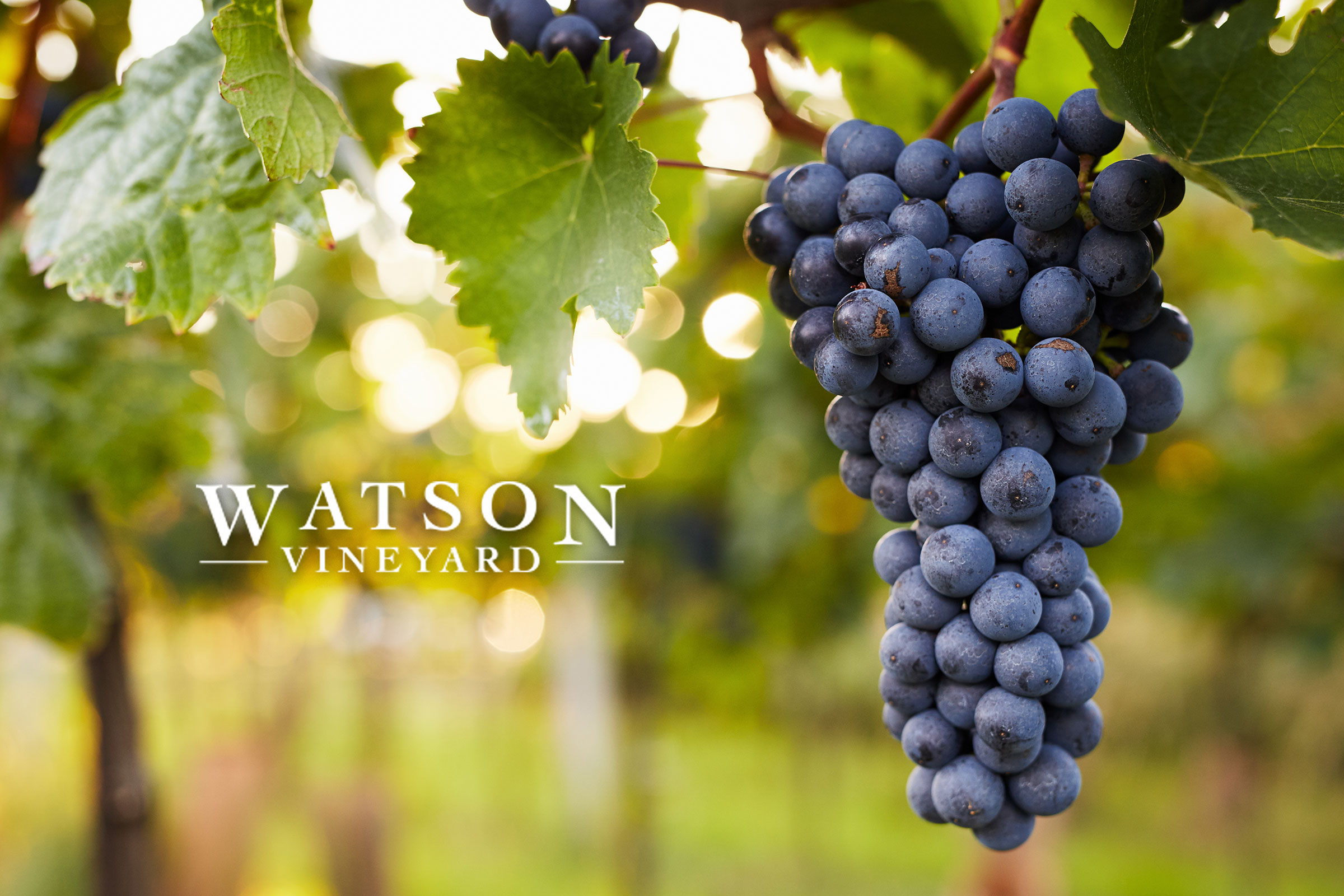 Located in Coleman, Texas, we began developing our vineyard in January of 2011, marking the beginning of our life-long love of growing grapes and producing quality and enjoyable wine for all our fans and future customers!