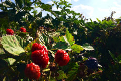 Blackberries_002