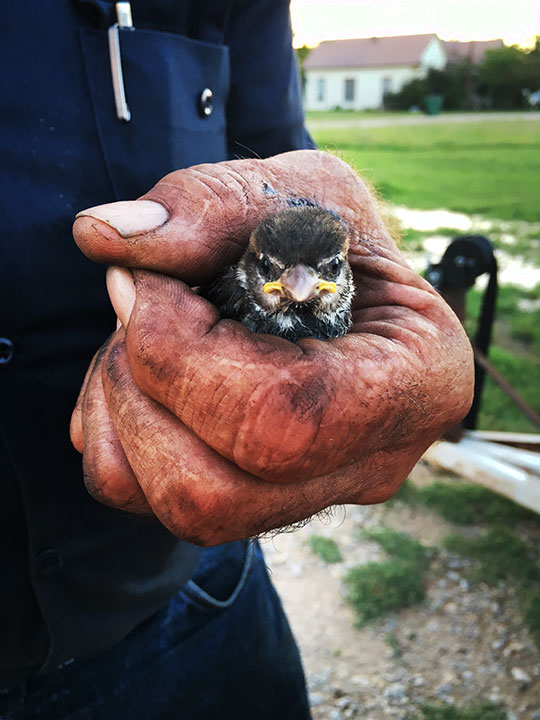 Harold_birdinhand-1 (1)